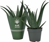 Aloe medivera® equator - ø14cm - 30cm