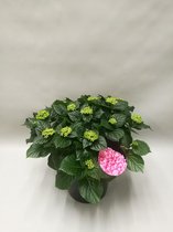 Hydrangea early rosa - ø23cm - 45cm