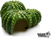 Giganterra - Cactus Grot
