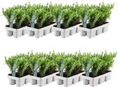 YouFlowers - 48 hulstplanten winterhard | 48 x Ø7 cm - 15 cm | Ilex crenata Jenny | haagplanten | buxus vervanger | Tuinplanten | Planten