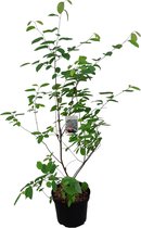 Krentenboompje (Amelanchier lamarckii) 110 cm hoog - struikvorm - bloeiende heester