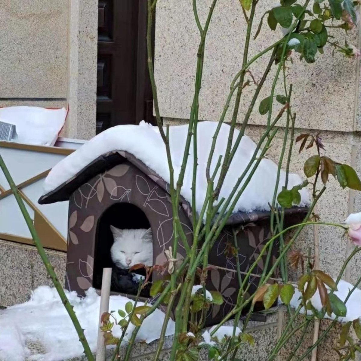 Niche Pour Chat D'Extérieur Hiver - Imperméable, Isotherme, Pliable, Avec Rideau Et Piquets De Fixation