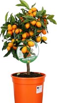 Citrus microcarpa fortunella Kumquat - Citrus Kumquat - Citroenboom winterhard - Pot 19cm - Hoogte 50-60cm