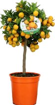 Citrus Calamondin - Citrusboom - Heerlijk geurende plant - Pot 19cm - Hoogte 55-65cm