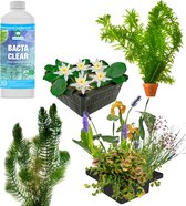 vdvelde.com - Reiger Verjagen Vijver Pakket - M - Voor 750 - 1.500 L - Drijvende waterplanten + extra's - Plaatsing: Los in de vijver