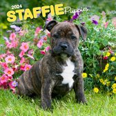 Staffordshire Bull Terrier Puppies Kalender 2024