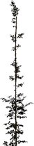 Rode Beuk - Fagus sylvatica Atropunicea | Omtrek: 10-14 cm | Hoogte: 300 cm