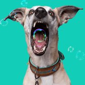 DWAM Dog with a Mission – Halsband hond – Hondenhalsband – Goud – XXXS – Leer – Halsomvang tussen 15-21 x 2 cm – Indi Moon