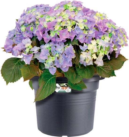 Elho Aqua Care Bewässerungskugeln - 2 Stück In Aubergine Für Zimmerpflanzen