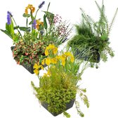 vdvelde.com - Trio Plant Set - Filter, Zuurstof & Waterplant - Waterplanten - 12 planten - Plaatsing: -10 tot -20 cm