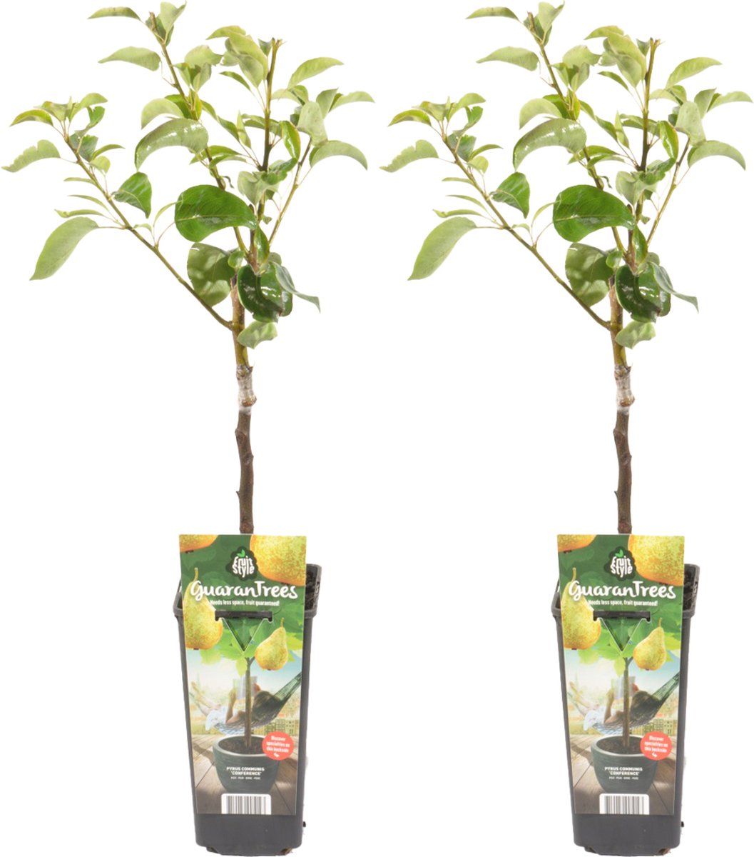 Bloomique 2x Pyrus Communis Conference Perenboom Fruitbomen Tuinplanten Winterhard ⌀14 cm Hoogte 60-70cm