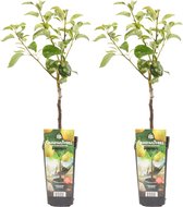 Bloomique - 2x Pyrus Communis Conference - Perenboom - Fruitbomen - Tuinplanten - Winterhard - ⌀14 cm - Hoogte 60-70cm