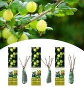 NatureNest - Groene kruisbes - Ribes uva-crispa - 3 stuks - 30-38 cm