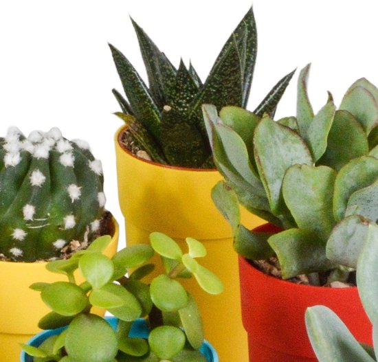 Megamix 15 pièces - Cactus et succulentes 5,5 cm en pot mexicain