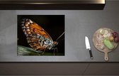 Inductieplaat Beschermer - Acraea vlinder zit op groen blad met zwarte achtergrond - 60x52 cm - 2 mm Dik - Inductie Beschermer - Bescherming Inductiekookplaat - Kookplaat Beschermer van Wit Vinyl