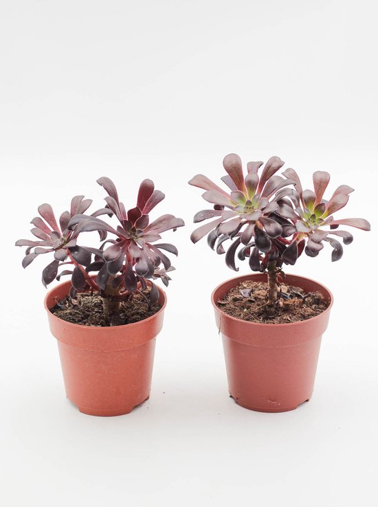 ikhebeencactus Aeonium arboreum atropurpureum - Zwarte vetplant - set 2 stuks