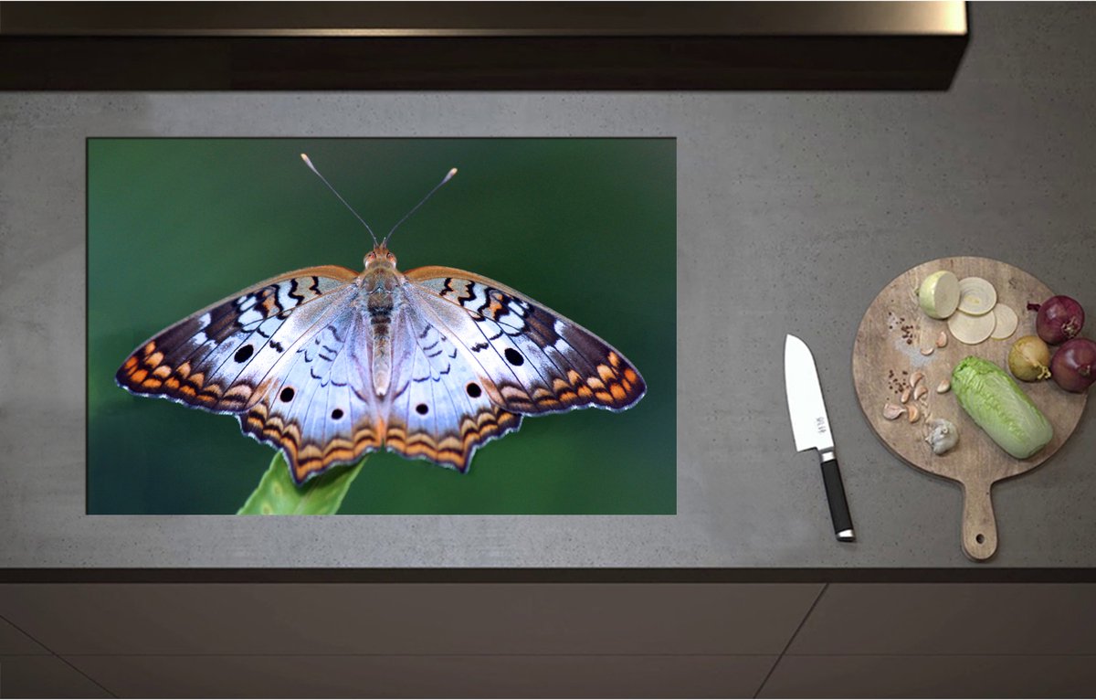 Inductieplaat Beschermer - Anartia jatrophae Blauw met Bruine Vlinder - 80x52 cm - 2 mm Dik - Inductie Beschermer - Bescherming Inductiekookplaat - Kookplaat Beschermer van Zwart Vinyl