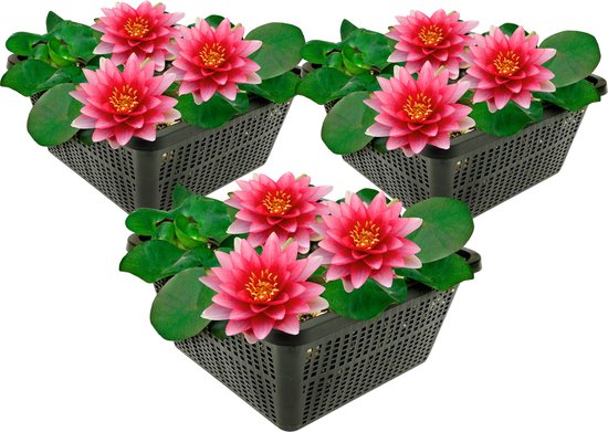 vdvelde.com - Rode Waterlelie - 3 stuks - Nymphaea Attraction - Combi set - 3 planten - Plaatsing: -10 tot -100 cm
