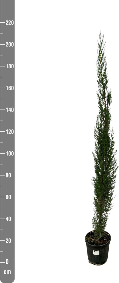 Cupressus piramide - 210cm