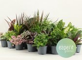 Plantenboetiek.nl | Groenmix Greenss | 24 stuks - Ø8.5cm - 10cm hoog - Kamerplant - Groenblijvend - Multideal