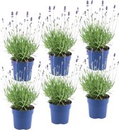 YouFlowers - Set van 6 Lavendel | Lavandula angustifolia | Ø12 cm - Hoogte: 25 cm | Lavendelplant - Bloeiende buitenplanten | Winterhard