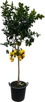 Limoen boom - Citrus Lemon - 260 cm - Ø50cm