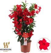 Mandevilla Summerstar, Trompetbloemige Klimplant, Kleur rood, Terrasplant, Balkonplant, Eenjarige Plant,Mandevilla Summerstar Red Rek P19 - Ø19cm - 75cm