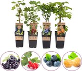Klein fruitplanten mix - set van 4 fruitplanten: rode aalbes, blauwe bosbes, gele framboos en blauwe druif - hoogte 45-55 cm
