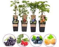 Klein fruitplanten mix - set van 4 fruitplanten: rode aalbes, blauwe bosbes, gele framboos en blauwe druif - hoogte 45-55 cm