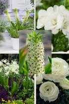 Bulbs by Brenda - Zomerbloeiende bloembollen bijen en vlinder pakket Wit - 5 soorten - 57 stuks - Freesia - Ranonkels - Ananasplant - Hymenocallis