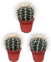 3 stuks cactus schoonmoedersstoel (Echiocactus Grusonii) Ø10.5 cm - 13 - 17 cm