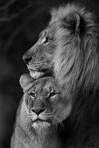 Allernieuwste.nl® Canvas Schilderij Knuffelende Leeuwen - Matuur Wilde Dieren Afrika - Romantisch - zwart wit - 50 x 70 cm