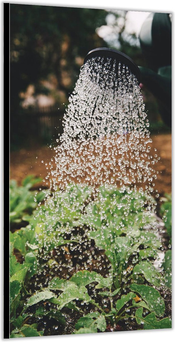 KuijsFotoprint - Schilderij - Dibond –planten Bewateren Met Gieter - Groen - 200 X 100 Cm