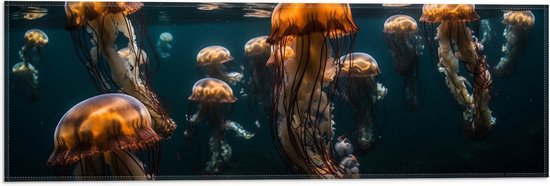 Vlag - Kwallen - Zee - Oceaan - Dieren - Groep - 60x20 cm Foto op Polyester Vlag