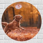 Muursticker Cirkel - Hond - Dier - Spelen - Bos - Bladeren - Herfst - 60x60 cm Foto op Muursticker