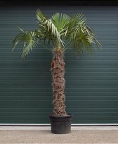 Chinese waaierpalm 300 cm stamhoogte Trachycarpus Fortunei 400 cm