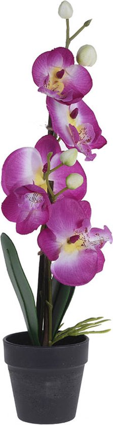 Orchidee - in pot - nepplant - 38cm hoog - 2 assorti