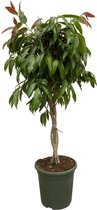 Ficus Binnendijkii Amstel King - 150cm