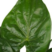 The Green Corner - Alocasia Cucullata in ELHO sierpot (soap) - Hoogte 65cm - Diameter 19cm