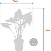 The Green Corner - Alocasia Zebrina XL - Hoogte 100cm - Diameter 24cm