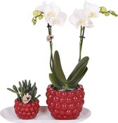 Kamerplantenset, Phalaenopsis Orchidee + Succulent in optimisme Rode pot, op een witte smalle dienblad, Kleur Wit