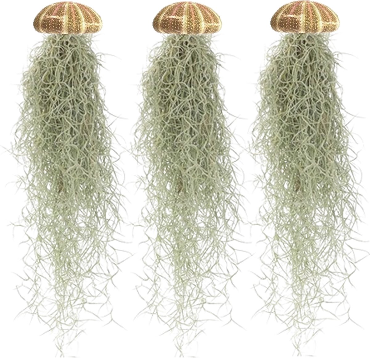 vdvelde.com - Jellyfish Set - 3x Tillandsia Usneoides in Zee-egel Schelp - Luchtplant Hangdecoratie - Unieke Woondecoratie - Inclusief Tillandsia Spray