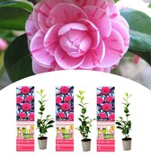 NatureNest - Japanse roos - Camellia - Roze - 3 stuks - 30-38 cm
