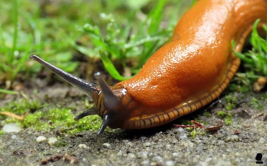 Foto: Aaltjes tegen naaktslakken voor 25m van ferrarium slakken bestrijden aaltjes tegen slakken ongediertewering naaktslakken bestrijden moestuin slakken verwijderen ecologische manier van slakken verwijderen