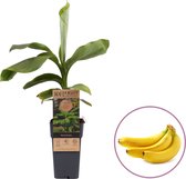 Hello Plants Musa Basjoo Japanse Vezelbanaan - Bananenplant Tuinplant - Ø 15 cm - Hoogte: 50 cm