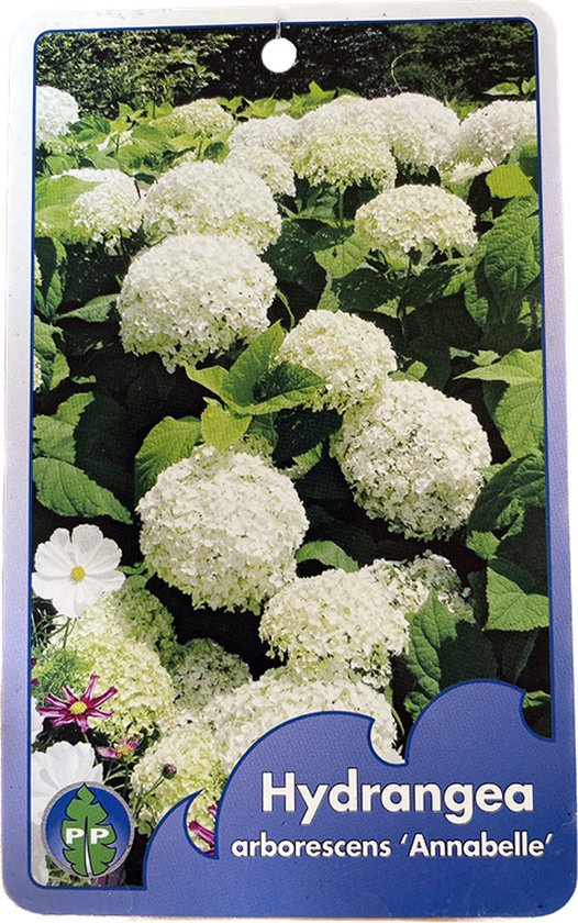 Hortensia Arborescens Annabelle bol