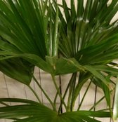 Kamerplant Livistona Australis Waaierpalm 80 cm