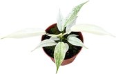 Plantenboetiek.nl | Philodendron Florida Ghost - Ø10,5cm - Hauteur 15cm - Plante d'intérieur - Persistant
