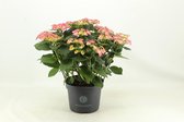 Plantenboetiek.nl | Hydrangea Tiffany - Hortensia - Ø23cm - Hoogte 50cm - Tuinplant