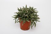 Plantenboetiek.nl | Rhipsalis Baccifera Horrida - Ø12cm - 15cm hoog - Kamerplant - Groenblijvend - Cactus & Vetplanten
